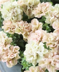 ڥ֥饪ꥸʥ Ȭź餭ڥ˥ؤƤޤ껹 -temarisango-