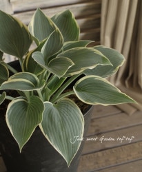 �����ꥮ�ܥ��� �إ���ˡ��˥��