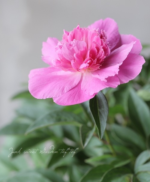 パティオ・ピオニー矮性コンパクト芍薬 『ロンドン』 | すべての商品