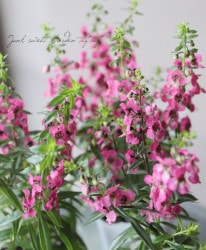 󥲥˥إˡ١饺٥꡼