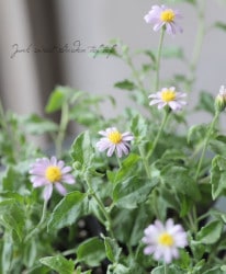 ϥ󥮥 եꥷ  إԥ󥯡 ֥롼ǡ