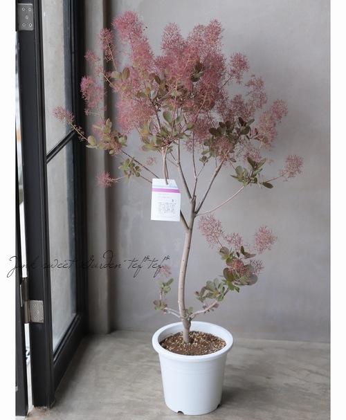 スモークツリー 『パープルファー』 【3】 | すべての商品 | | Junk