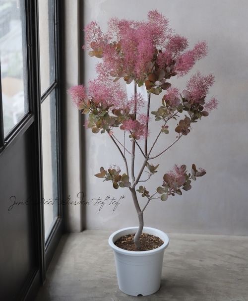 スモークツリー　ピンクファー　鉢植え 楽天市場】スモークツリー「ピンクファーA」6号大鉢 樹高鉢底