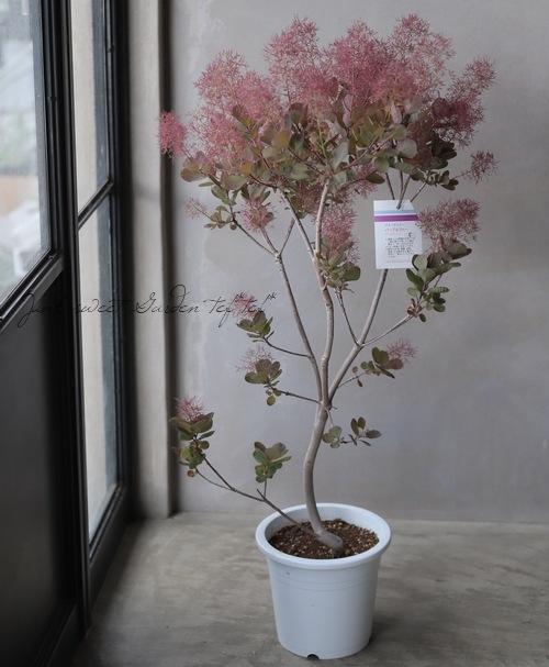 紫 スモークツリー　パープレア 紫スモークツリー 『パープレア』 けむりの木 | すべての商品 | | Junk