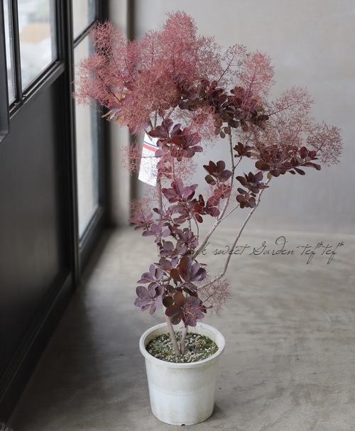 スモークツリー スモークツリーの蕾が出てきました。 これも楽しみです🍀