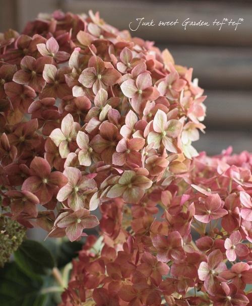 アナベルページ 紫陽花アナベル 『ピンクアナベル2』 NCHA2 【枝少なめ20%off