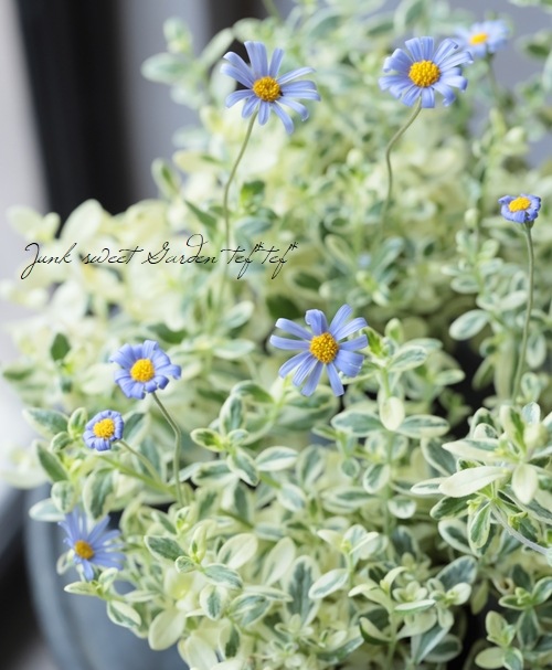ブルーデージー 斑入り 青花 Flower Species Junk Sweet Garden Tef Tef
