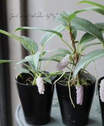 �ڴ��տ�ʪ�ۡ����󥹥ꥦ�ࡡ�إ�����ǥ󥹡�