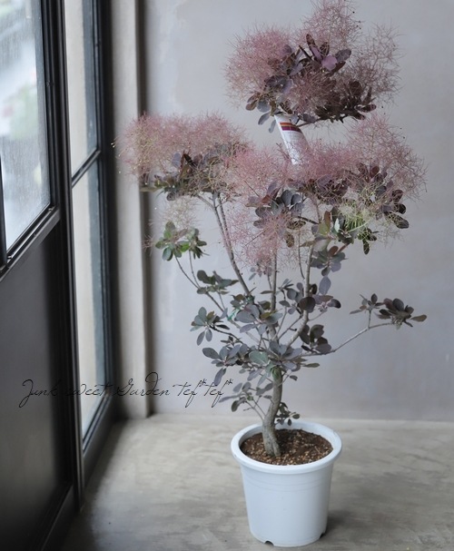 スモークツリー 『パープルリーフ』 小葉 【36】 | すべての商品