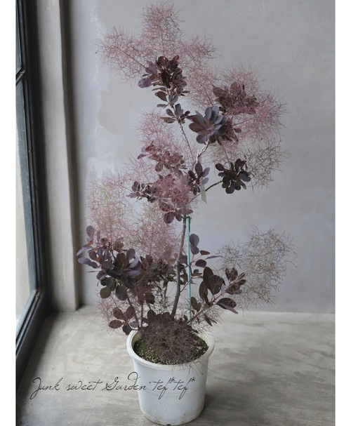 生花】スモークツリー(ピンク緑〜赤系)80cm程度日本草花園【OT