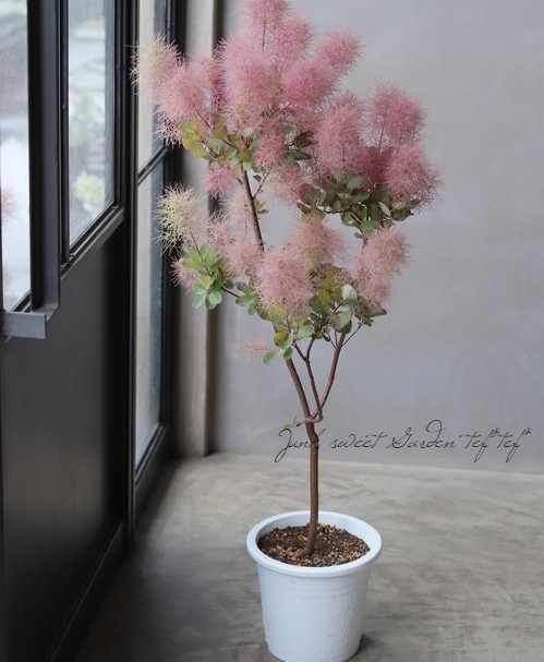 スモークツリー 『ピュアレッド』 【49】 | すべての商品 | | Junk