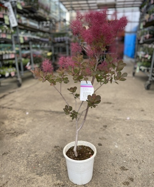 スモークツリー マゼンタ 特大株 スモークツリー マゼンタ 特大株