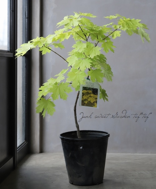 楓 ノルウェーカエデ プリンストンゴールド すべての商品 Junk Sweet Garden Tef Tef