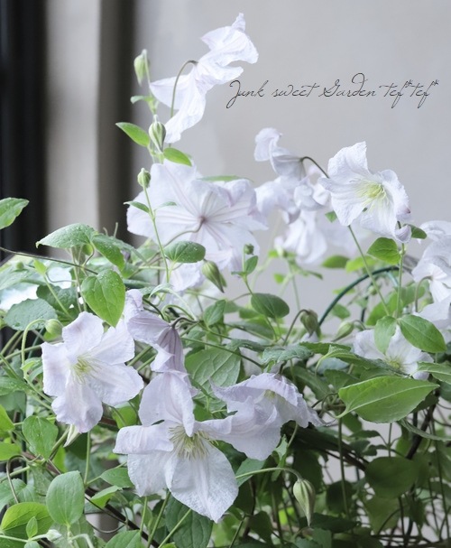 クレマチス・ビチセラ系 『ホワイトプリンスチャールズ』 | すべての