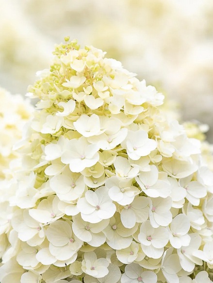 ノリウツギ 『Living Little Blossom -リトルブロッサム-』 ピラミッド