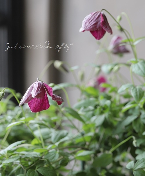 クレマチス・ビチセラ系 『ルブラ』 四季咲き多花性！ | すべての商品