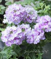 �С��٥ʡ������ͥå�����ѥ��ȡ��إХ����顼����ǥ����� �ɺ��ϥ󥮥󥰥�����