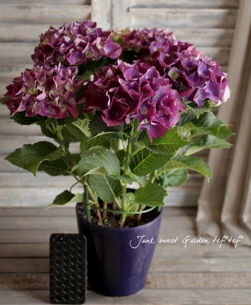 紫陽花 『エイミー』 | すべての商品 | | Junk sweet Garden tef*tef*