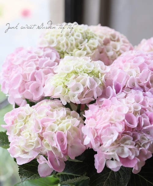 紫陽花 『エイミー』 | すべての商品 | | Junk sweet Garden tef*tef*