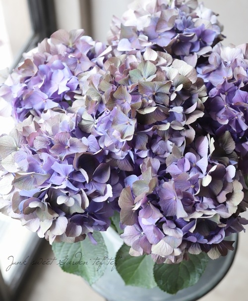 秋色紫陽花品種 『LKパープル』 秋色になっています | すべての商品