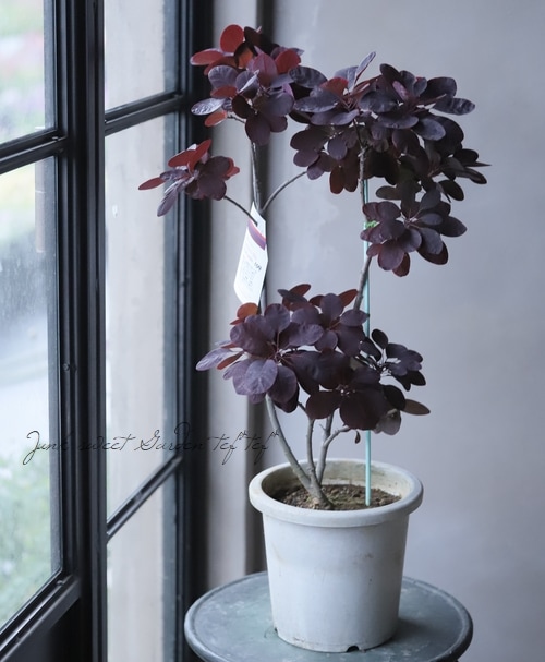 SO1スモークツリーロイヤルパープル接木高さ130cm SO1スモークツリーロイヤルパープル接木高さ130cm