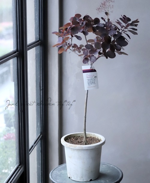 スモークツリー『ロイヤルパープル』 夏も銅葉！【107】 | すべての