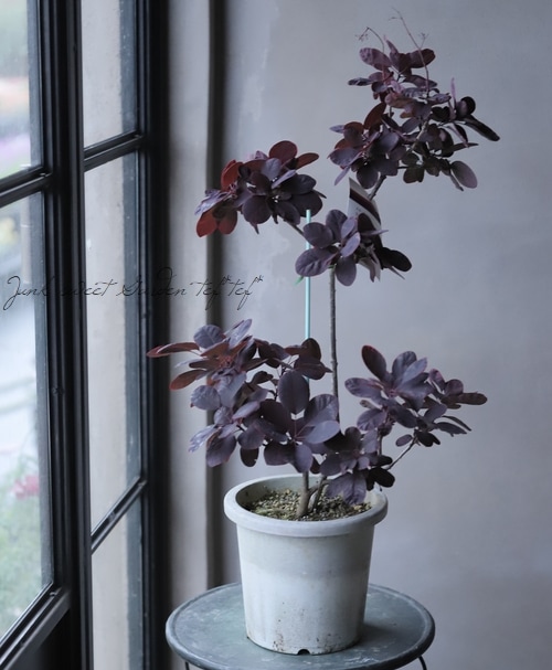 スモークツリー『ロイヤルパープル』 夏も銅葉！【110】 | すべての