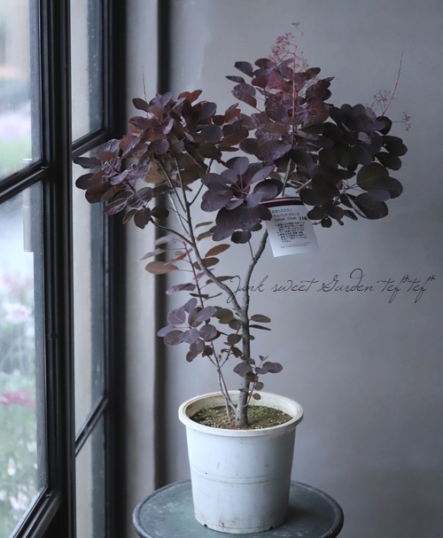 スモークツリー 『ベルベットクローク』 紫葉多花性 【114】 | すべて