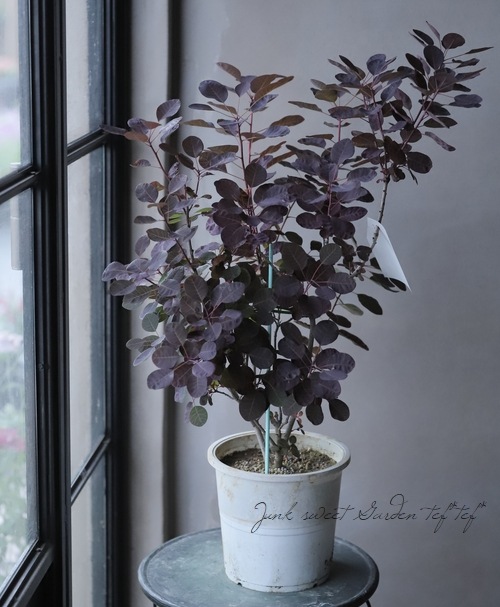 スモークツリー 『ベルベットクローク』 紫葉多花性 【116】 | すべて