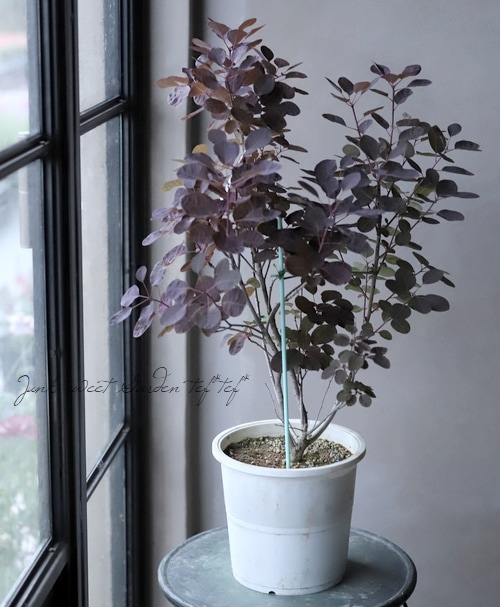 スモークツリー 『ベルベットクローク』 紫葉多花性 【118】 | すべて