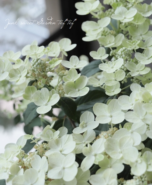 紫陽花 秋葉区産】紫陽花（品種：アズライト）※数量限定※ | 新潟ごっつ