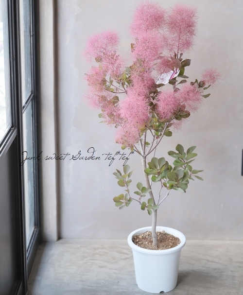 スモークツリー 『レディッシュパープル』 【124】 | すべての商品