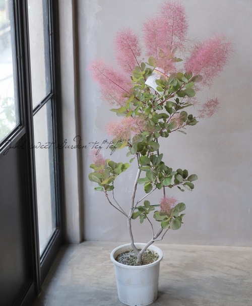 スモークツリー 『エミール』 【126】 | すべての商品 | | Junk sweet