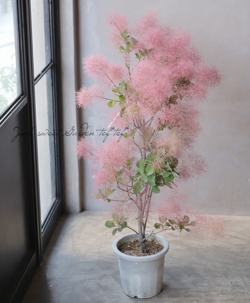 スモークツリー 『ピュアレッド』 【128】 | すべての商品 | | Junk