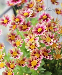 쥪ץʡإ󥻥åȥСȡ١