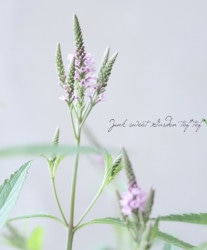 �С��٥ʡ��ϥ����������إԥ󥯡�