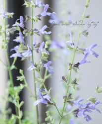 �ɺ�����ӥ����إ��եꥫ�󥹥����١������꡼������