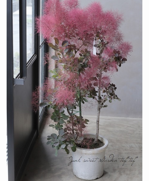 スモークツリー マゼンタ 特大株 大人気！！スモークツリー入荷しましたっ！！ : フラワーガーデン花音