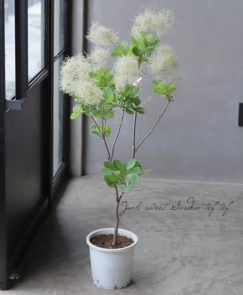 スモークツリー ピンクファー 鉢植え スモークツリー 『ピンクファー』 【168】 | すべての商品