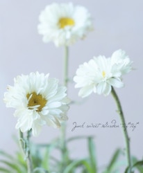 쥦󥻥ޥࡡإӥȥꥢ󥷡åȡ١(㥹ǡ)