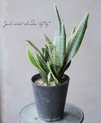 �ڴ��տ�ʪ�� ���󥹥٥ꥢ �إ������ƥ���