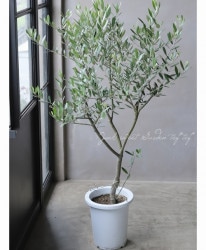 ���꡼�֡��إߥå���� -mission-�١��ߺϲ�souju�����Ω�ơ���No.4��