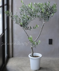 ���꡼�֡��إ�å��١������ɤ����ɳ������ߺϲ�souju�����Ω�ơ���No.5��