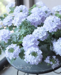 �С��٥ʡ������ѡ��٥ʡ��إ������ȥ����󥯥��