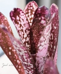 ���󥯥֥���ꥢ���ӥ�٥륮�����إϥ����