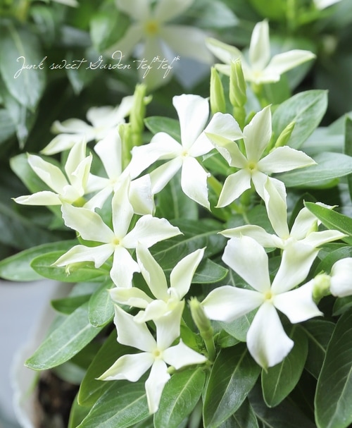 北島園芸オリジナル】 ニチニチソウ 『フェアリーミント』 【Aタイプ