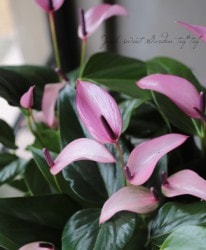 �ڴ��տ�ʪ�ۡ����󥹥ꥦ�ࡦ����ɥ쥢�ʥࡡ�إ�������