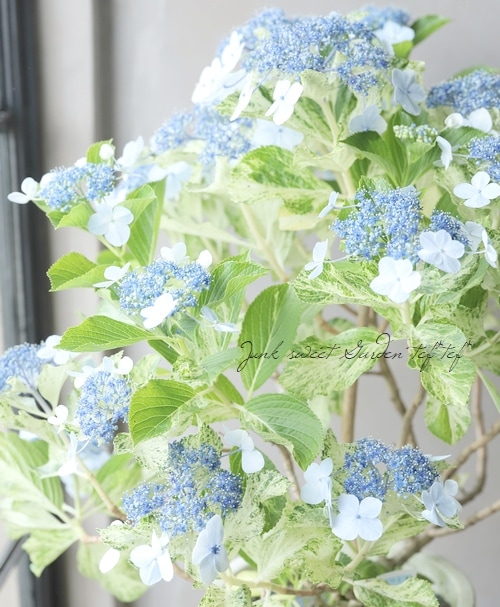 斑入りガク紫陽花 初霜 ハツシモ すべての商品 Junk Sweet Garden Tef Tef 斑入りガク紫陽花 初霜 ハツシモ すべての商品 Junk Sweet Garden Tef Tef