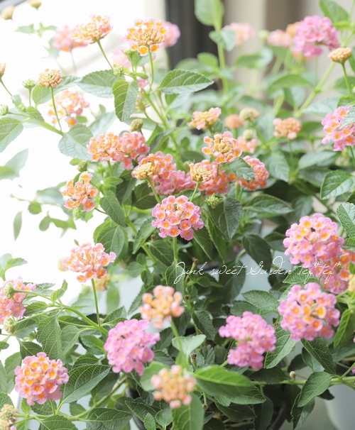 宿根ランタナ シャンデリーナ 小林花卉オリジナル品種 すべての商品 Junk Sweet Garden Tef Tef