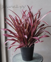 ڴտʪ 󥯥֥ꥢӥ٥륮إƥ